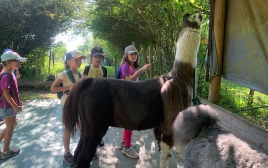 Sortie chez les lamas avec les grands !