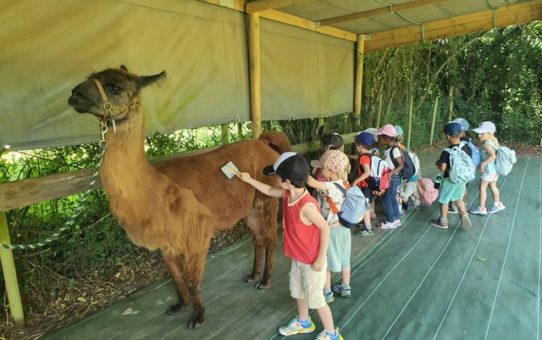 Sortie chez les lamas avec les maternelles !